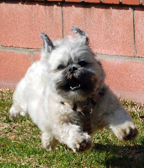 “Small dog syndrome” is a condition that develops only in little dogs that are treated differently around the house.