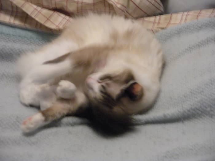Meet Lil' Miss Fuzz; the pint-sized troublemaker of the group; she of the bionic self-healing purr.