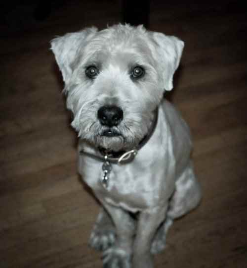 Why Wheaten Terriers Are the Best Family Dog in the World PetHelpful