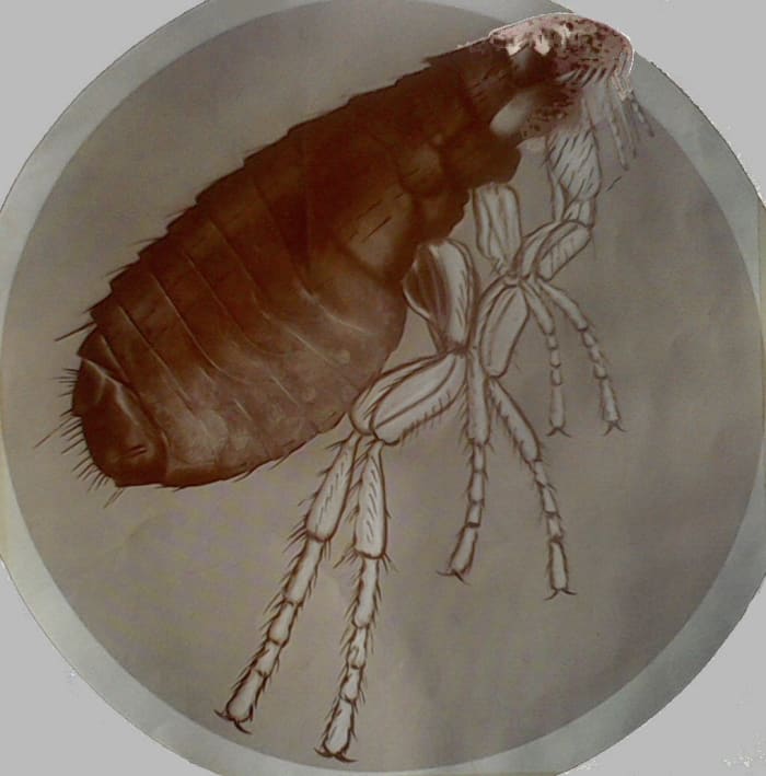 If they were not so annoying, I would call them one of the most amazing creatures on this planet. Strong, versatile, survivors. A worthy opponent in the war of life and death.