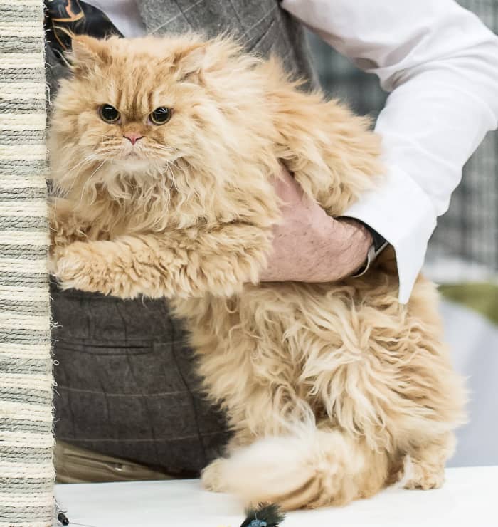 Selkirk Rex Cat Breed: Origin, Features, and Pompous Albert - PetHelpful