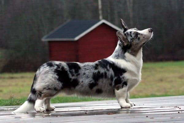 Blue merle Cardigan Welsh Corgi