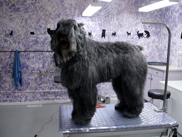 The Bouvier is another great large dog breed that does not shed much, but will need grooming.