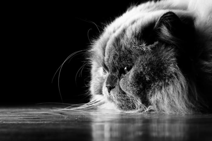 Domestication is a process that varies according to species and the purpose it is being carried out for.