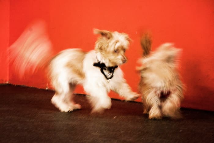 Dogs are energetic, outgoing, loyal, and overtly social. There is no question that they are ‘domesticated’.