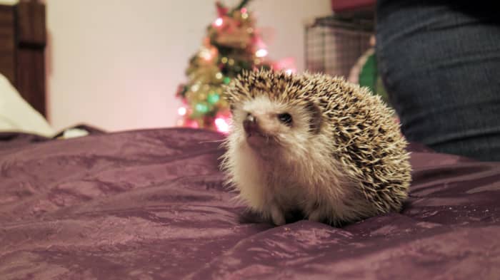 Pets, especially exotic ones, should never be purchased for others as gifts.