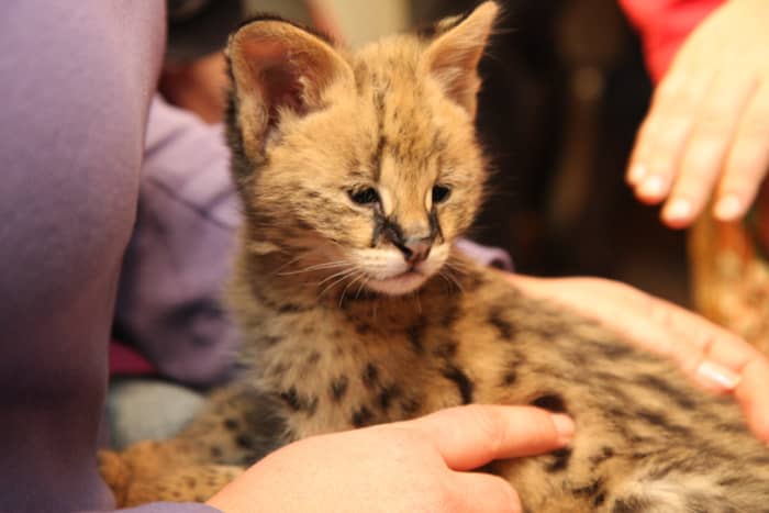 Exotic animals like this Serval kitten may become far more difficult to manage once they reach maturity.