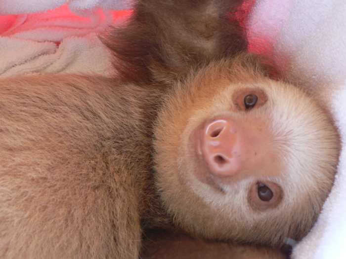 Sloths are extremely difficult to care for and should not be purchased by beginners on a whim.