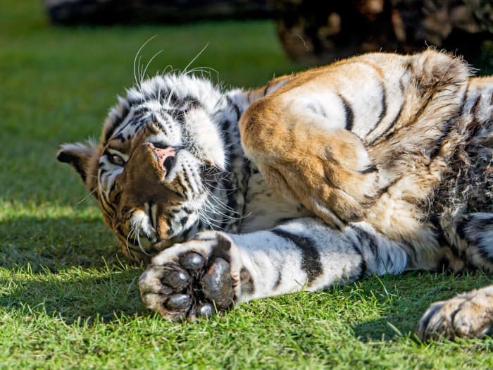 You'd be surprised at the variety of species available for sale online—even tigers like this one can be purchased with the proper permits.
