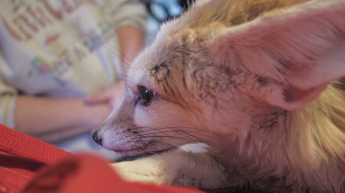 Fennec foxes are often purchased by inexperienced keepers who fall for their adorable appearances.