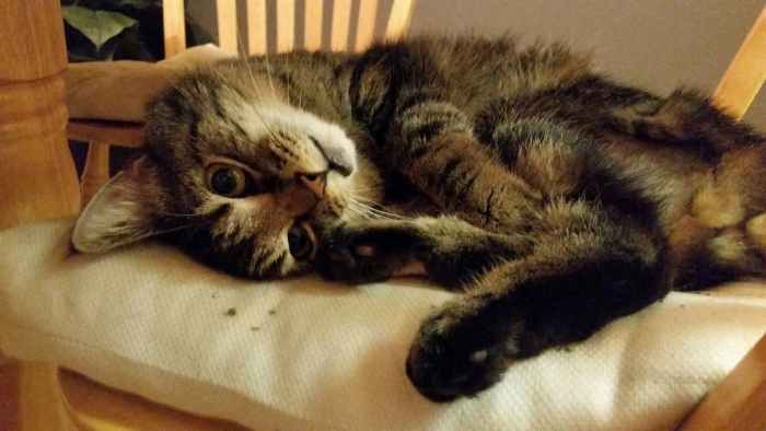 A few weeks later Oskar is too tired to jump higher than the kitchen chair. He is losing weight and spends all day sleeping.