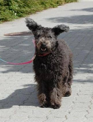 Those ears are special and make the Pumi stand out in the dog world.