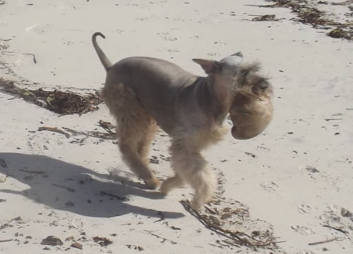 AQ bloody nose might be a life threatening condition, so find out immediately so your dog can be back playing at the beach.