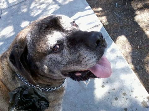 Harley loved his walks and they may have extended his life. He lived to be 13 and had a very happy life.