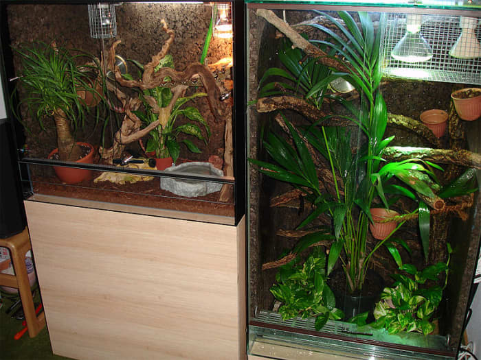 One of the perks of pet reptiles is having a tiny piece of rainforest, desert, or other habitat in your home.