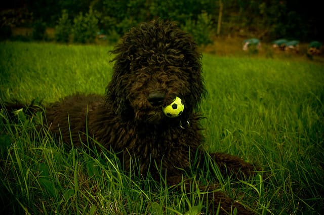 The Labradoodle is a Poodle crossbred for those who want a Labrador but cannot deal with the shedding.