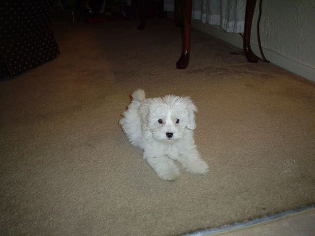Maltipoo owners say that their dogs are as smart as a Poodle and as cute as a Maltese.