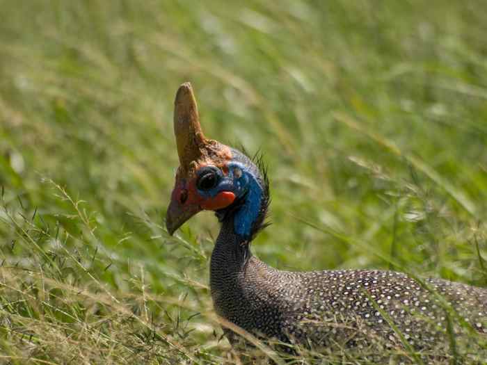 8 Pet Birds With Short Life Spans (Under 20 Years) PetHelpful