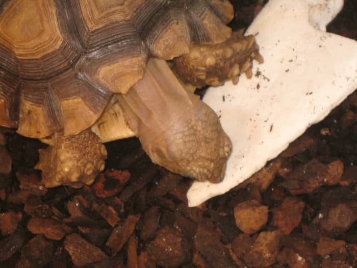 What to Feed Your Sulcata Tortoise - PetHelpful