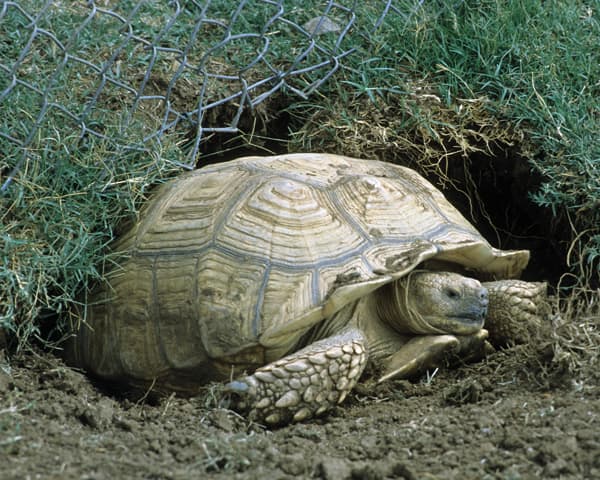 What To Feed Your Sulcata Tortoise - Pethelpful