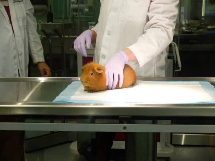 If your cavy loses more than two ounces, a trip to the vet is in order.