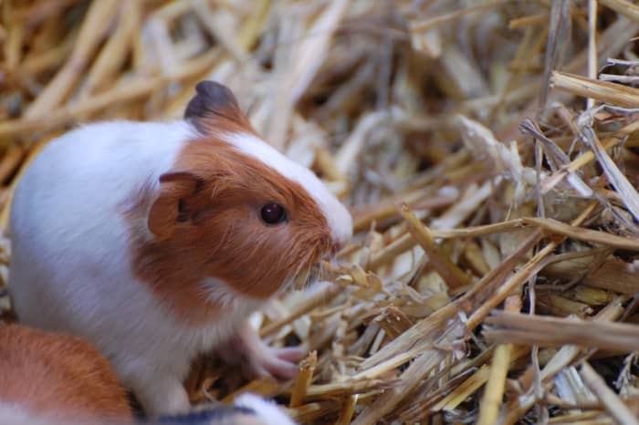 All cavies, healthy or otherwise, should have plenty of access to hay.