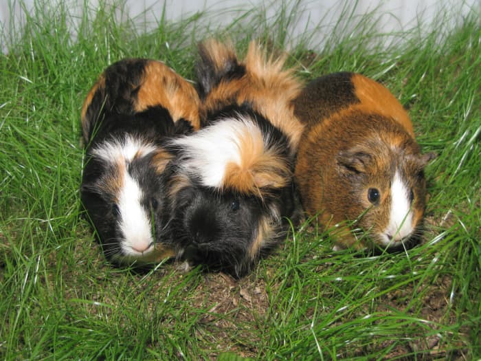 Be sure the pellets you choose have the ingredients your cavies need.