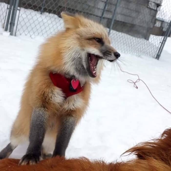 How to Take Care of a Pet Fox - PetHelpful