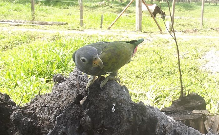 If you allow your Pionus to feed outside occasionally, he will pick up his minerals naturally.
