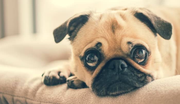 Pugs are known for their sweet, lovable nature and small stature - both of which makes them excellent dogs for apartment living.
