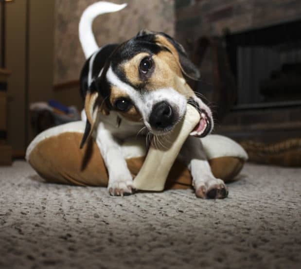 Первоначально собака может охранять определенный стимул, такой как игрушка, еда, кость или человек. 