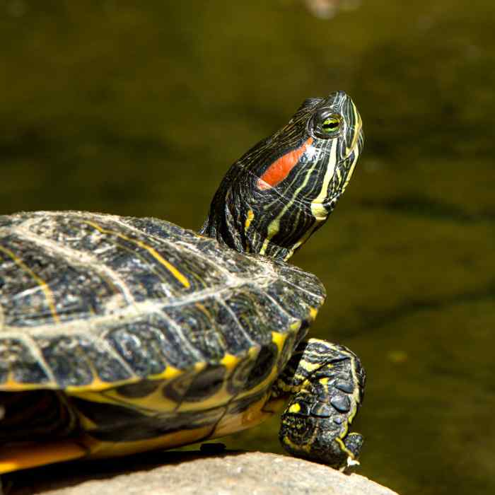 A red-eared slider basking in the warm sunlight.