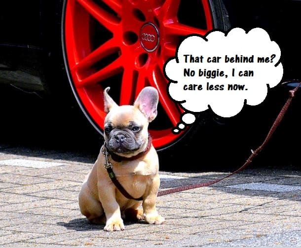 The best way to tackle a dog's behavior of wanting to chase cars while on-leash is to use systematic exposure and training an alternate behavior.