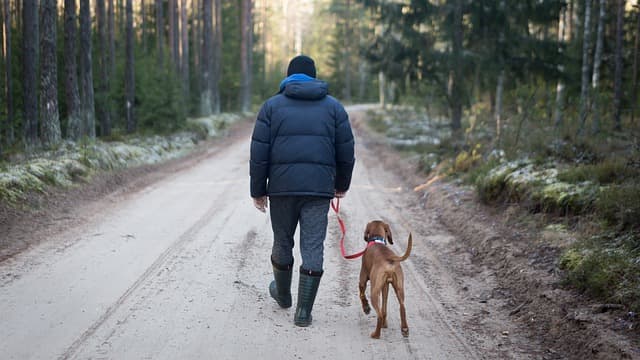 Walk your dog so that you are on the side cars pass, placing yourself between the cars and your dog.