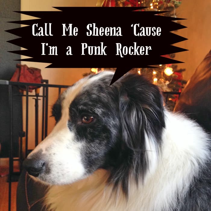 225-cool-and-unique-dog-names-inspired-by-rock-music-songs-pethelpful