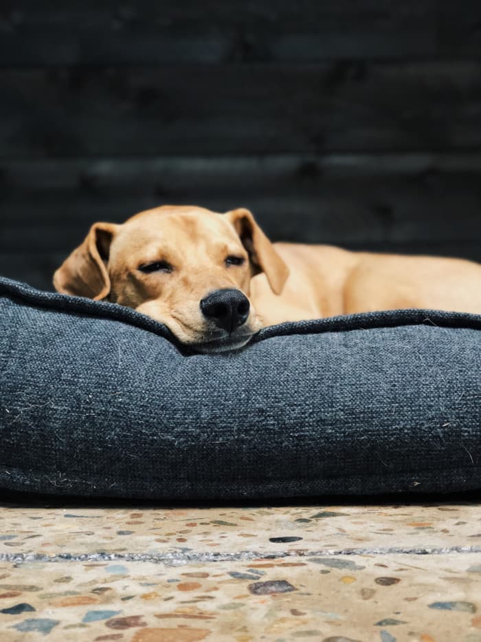 We all have lazy days, but if your dog has had too many in a row for you to ignore it's time to call your veterinarian to see what's up.