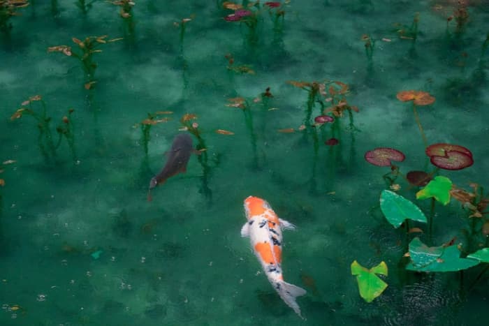 Koi have undeniable beauty. A well-designed koi pond can look like something out of a fantasy world.