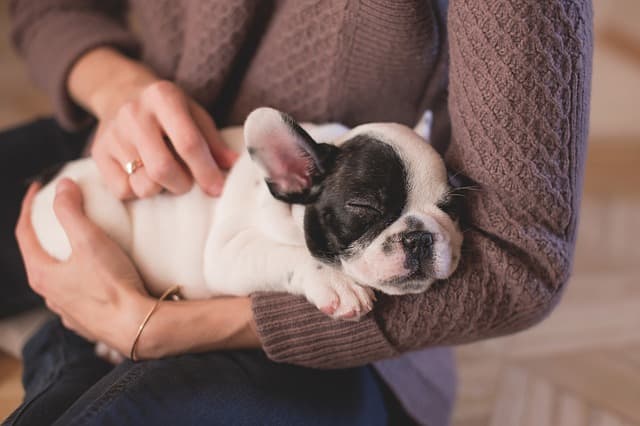 All dogs love being petted and stroked. When you're petting your dog, it's also an opportunity to check for any signs of ill-health, especially in the skin and coat. If his skin is flaky, sore, or dry, and if his fur lacks shine, take him to the vet