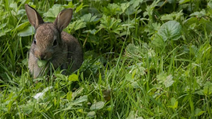 Некоторые владельцы создают сад, который позволяет их кролику питаться различными съедобными растениями.  Это фантастика, так как кролики пасутся и получают физические упражнения.