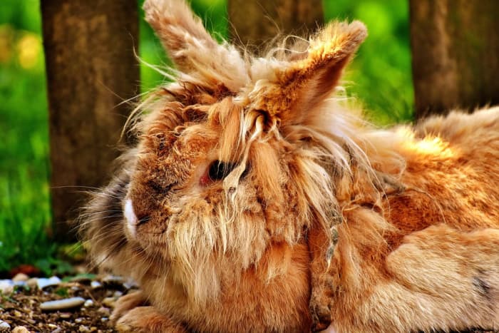 Rabbits with long hair are prone to tangled hair. If this tendency is not controlled, severe cases need to be corrected by a vet.
