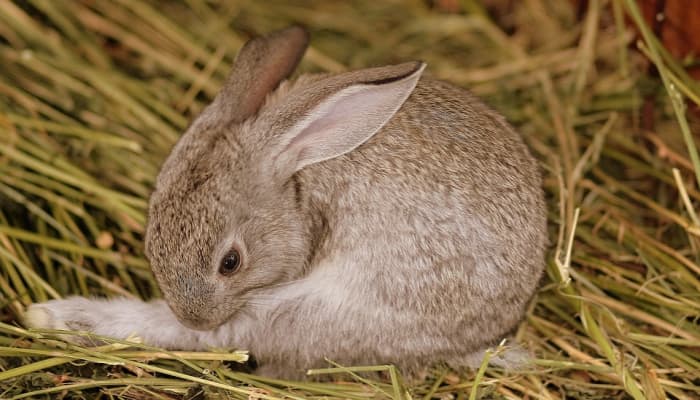 You'll notice that your pet spends a lot of time grooming itself. This is healthy behaviour and will make your routine easier.