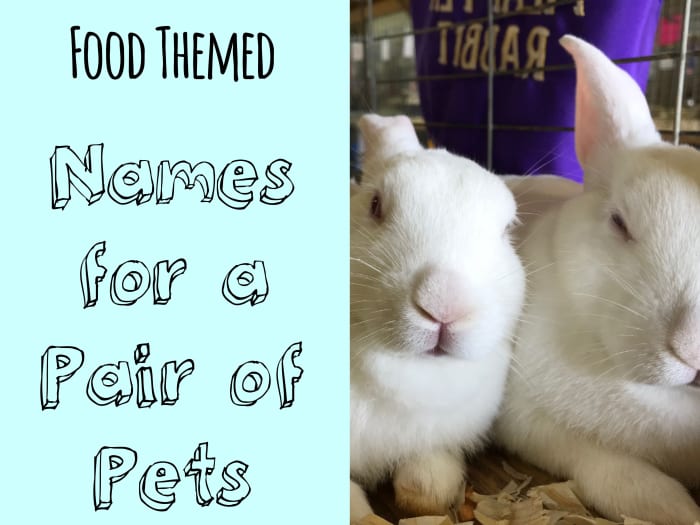 500-cute-and-clever-names-for-pairs-of-pets-pethelpful