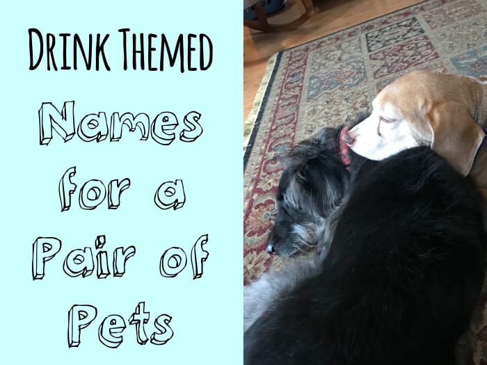 500-cute-and-clever-names-for-pairs-of-pets-pethelpful