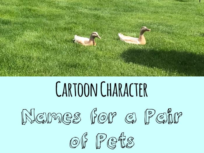 500-cute-and-clever-names-for-pairs-of-pets-pethelpful