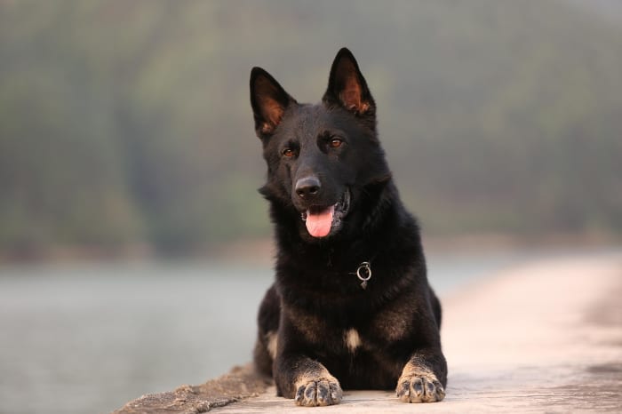 17 Common German Shepherd Health Problems - PetHelpful