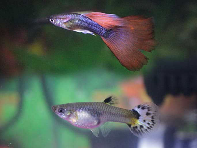 The genders are easy to tell apart. The male (top) is smaller and more colourful. The female is larger and more bulky.