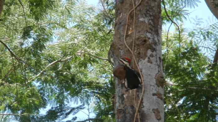 Baby male Pileated Woodpecker contemplating his first flight