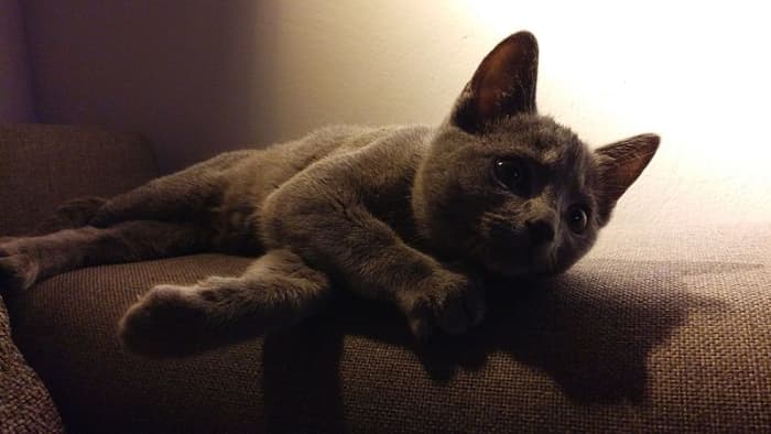 gray-blue-silver-and-lilac-cat-names