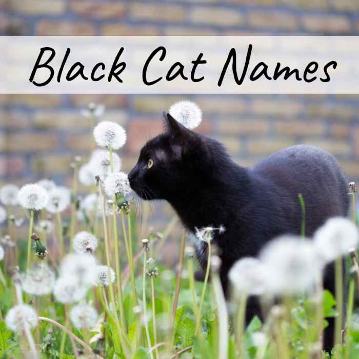 400+ Cat Names: Ideas for Male and Female Cats - PetHelpful