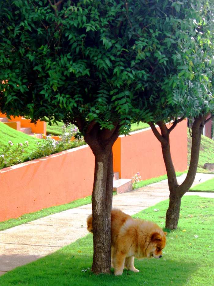 Dog Behavior Will Dog Urine Kill Grass and Plants? PetHelpful